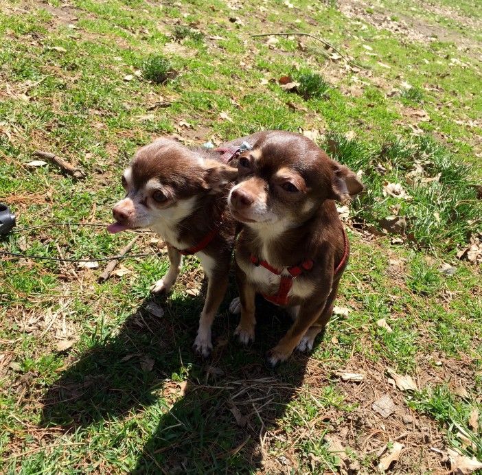 Cricket and Maisy. Photo by Park Slope for Pets.