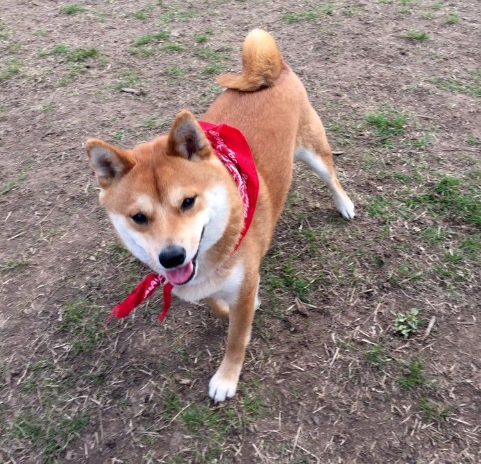 Miyagi. Photo by Park Slope for Pets.