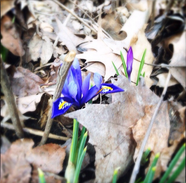 dwarf iris flower by Kris Waldherr