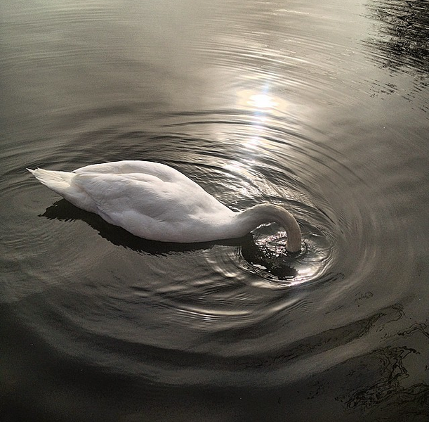 swan at Prospect Park