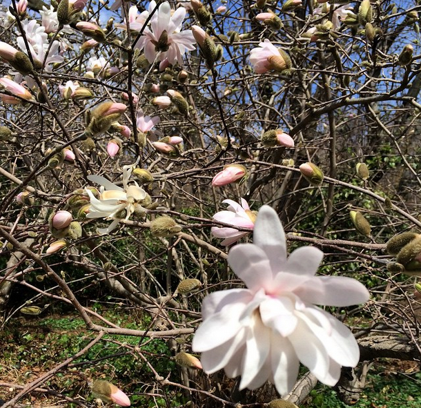 star magnolias in Prospect Park spring