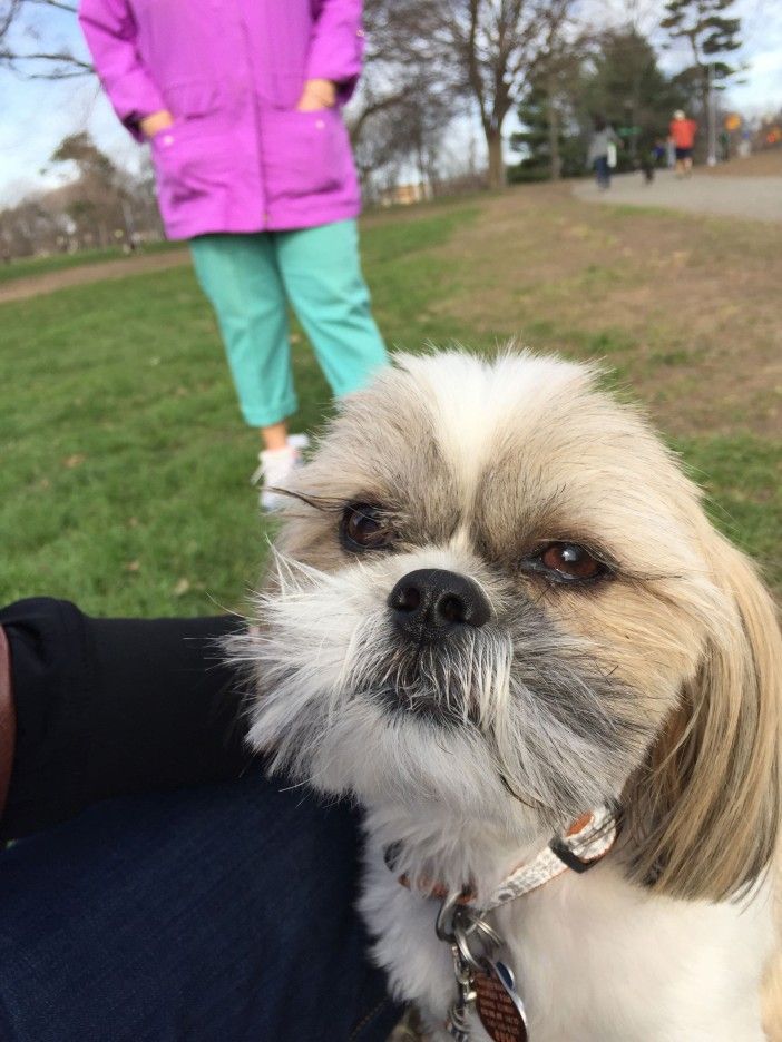 Tobi. Photo by Park Slope for Pets.