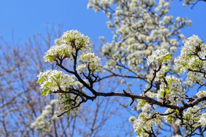 spring flowers