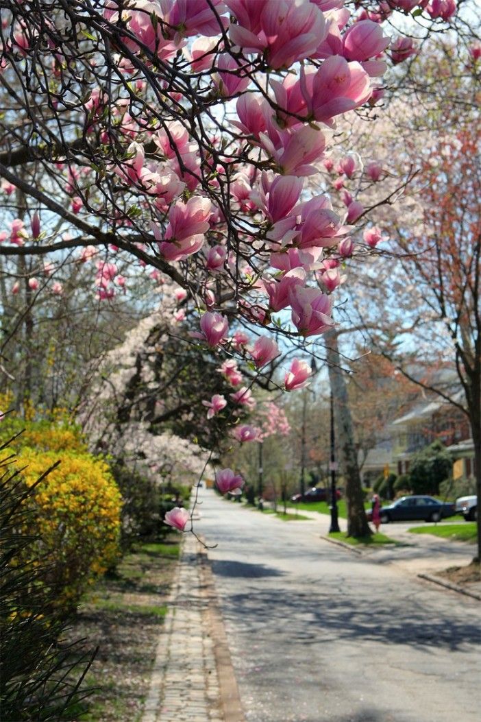 spring flowers