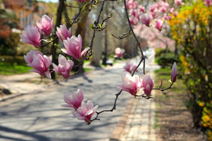 spring flowers