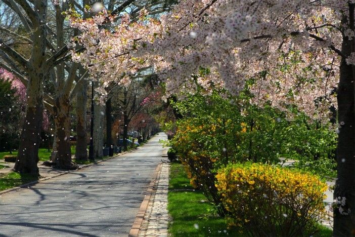 spring flowers