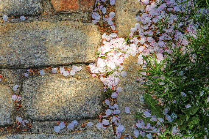 spring flowers petals on ground