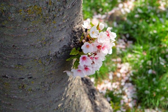 spring flowers tree