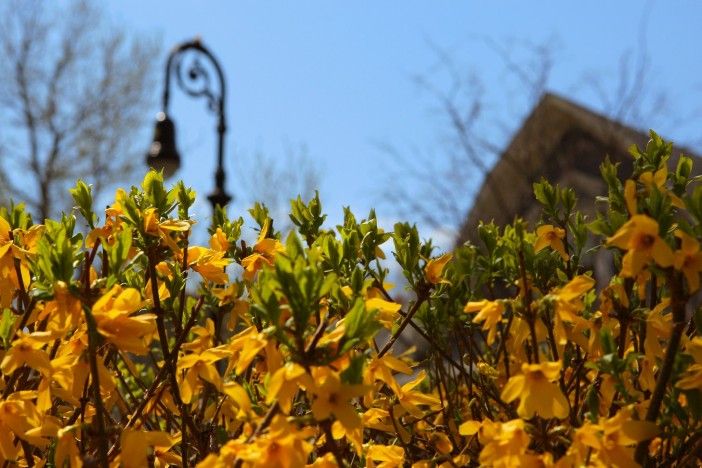 spring flowers