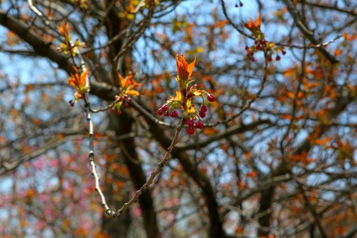 spring flowers