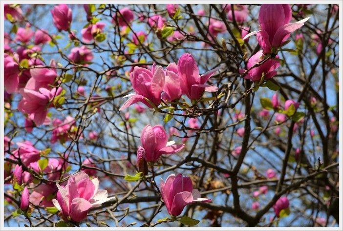 spring flowers