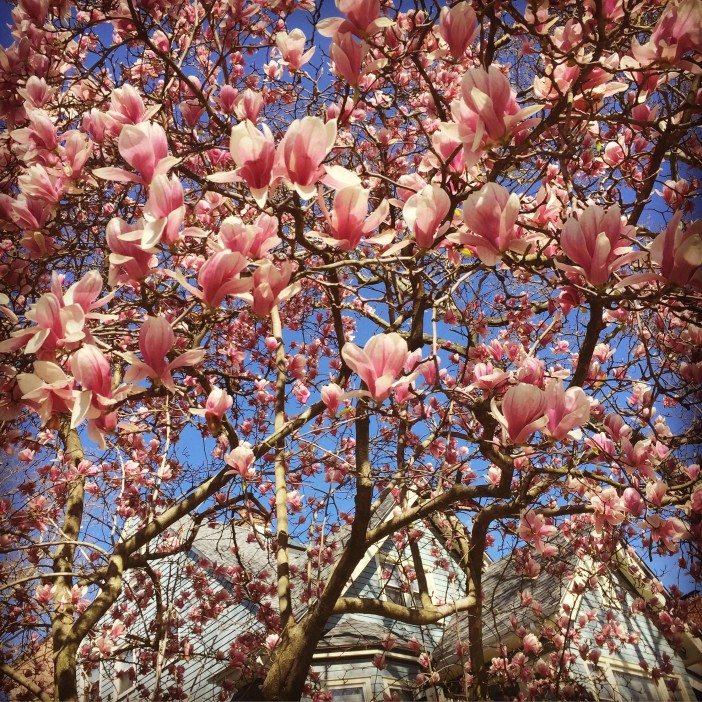 magnolia tree in bloom in ditmas park