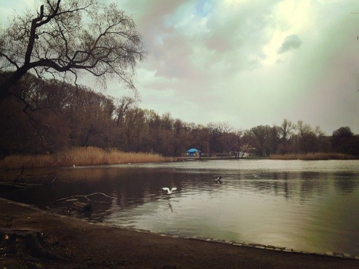 A crane takes off at the lake in Prospect Park