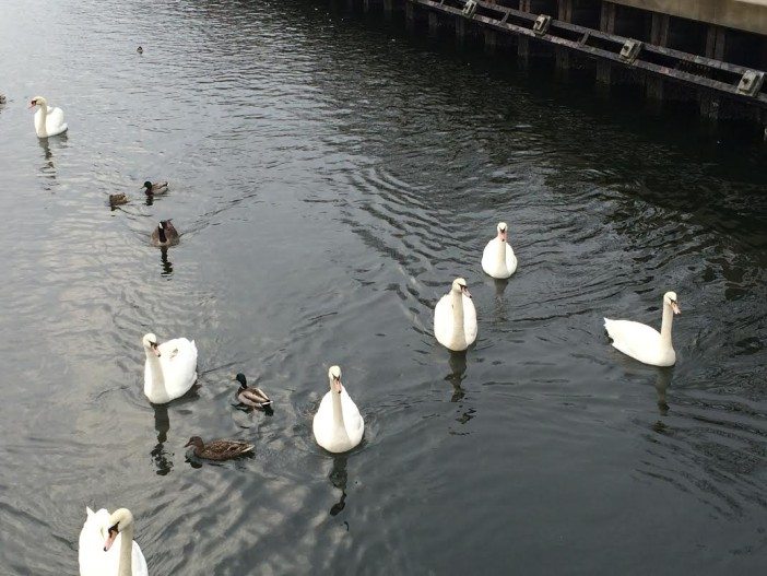 Photo by Bruce Brodinsky