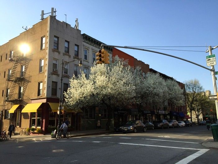 trees in bloom on 5th avenue in park slope