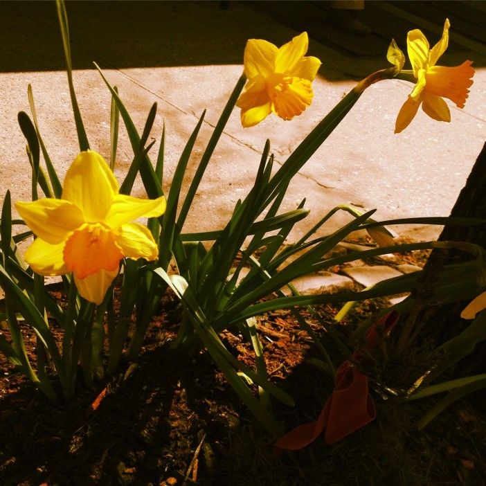 daffodils on 5th avenue in park slope