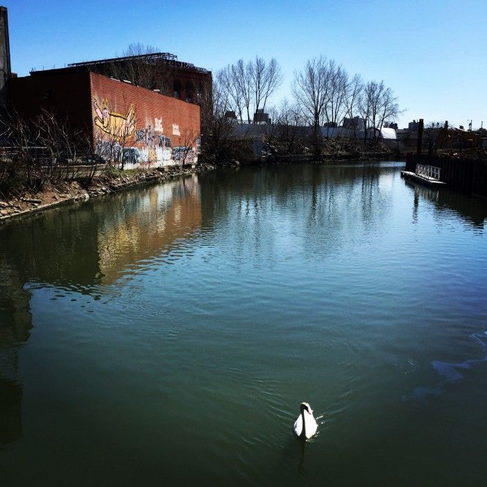 a swan in the gowanus canal