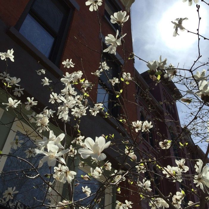 magnolia blossoms on 6th avenue in park slope