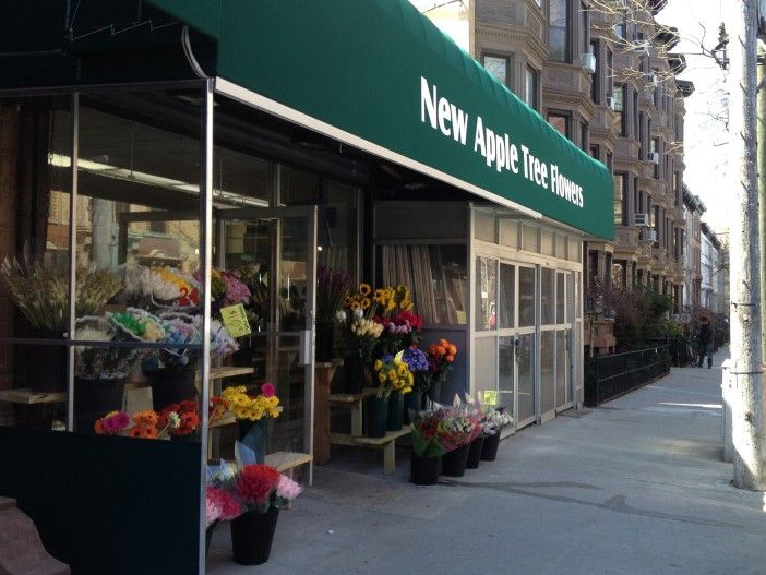 new apple tree flowers on garfield in park slope