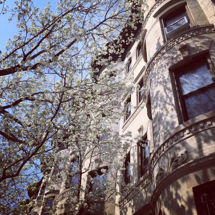 pear tree in bloom in spring in park slope