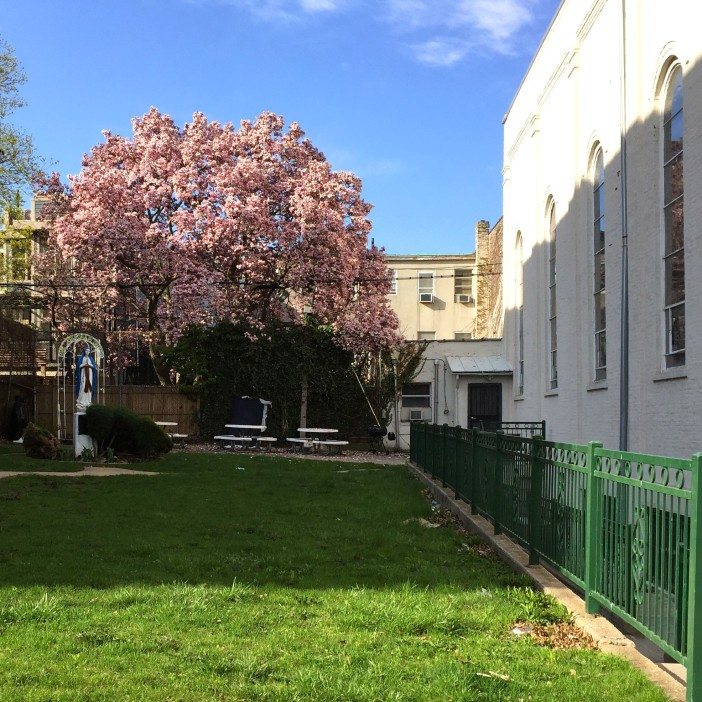 magnolia tree in bloom in yard of a south slope church