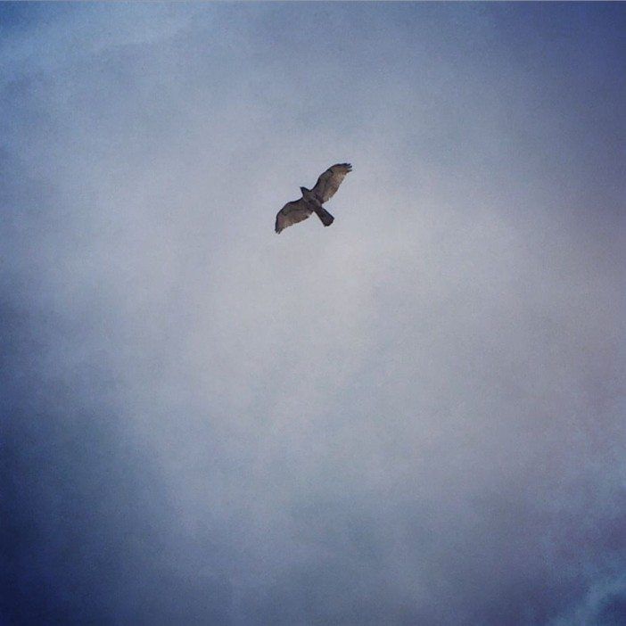 hawk flying over green-wood cemetery in south slope