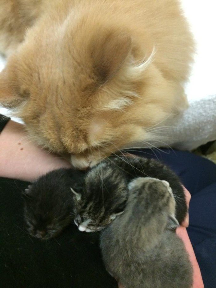 Minnie Red is ready to help out some kittens -- are you? Photo by Park Slope Veterinary Center