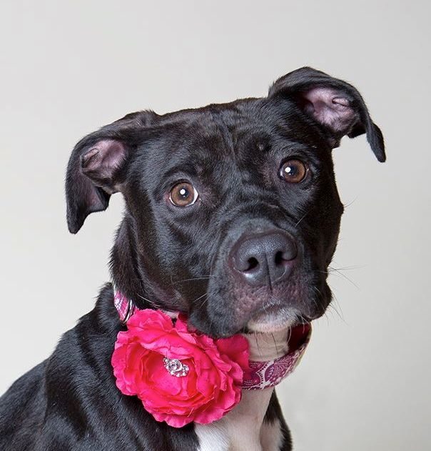 Adoptable Pet Of The Week: Shirley The Dog