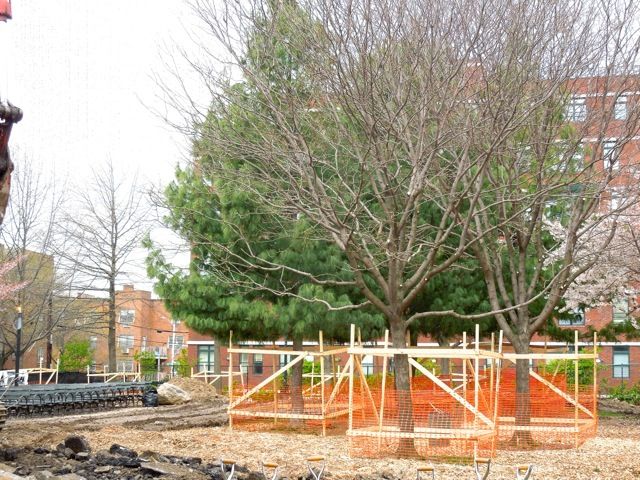 trees framed out1