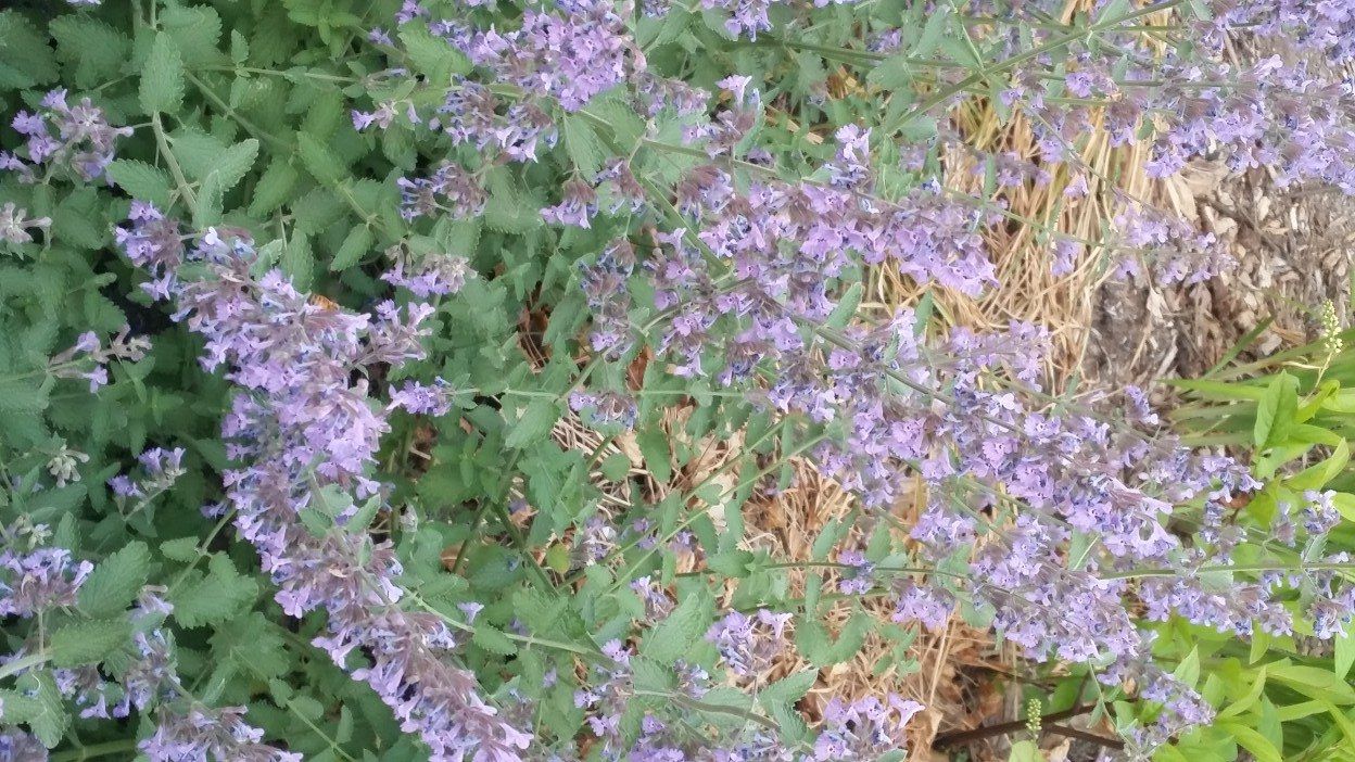 Purple Flowers Brooklyn 