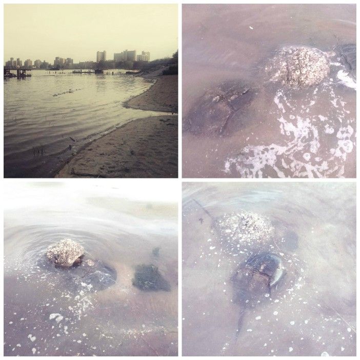 Horseshoe crabs