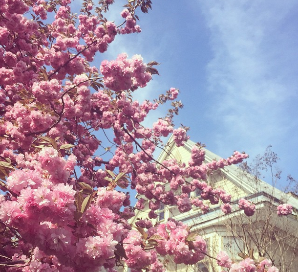 cherry tree spring flowers