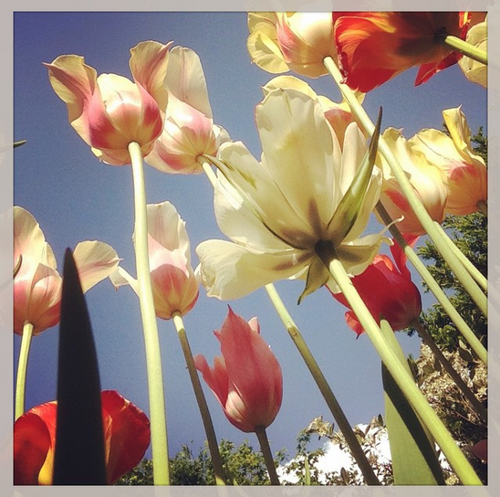 flowers