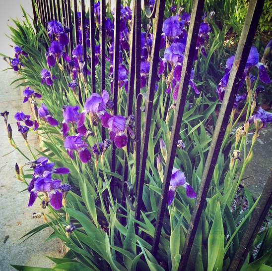 flowers fence