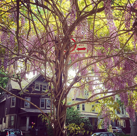 houses spring flowers tree