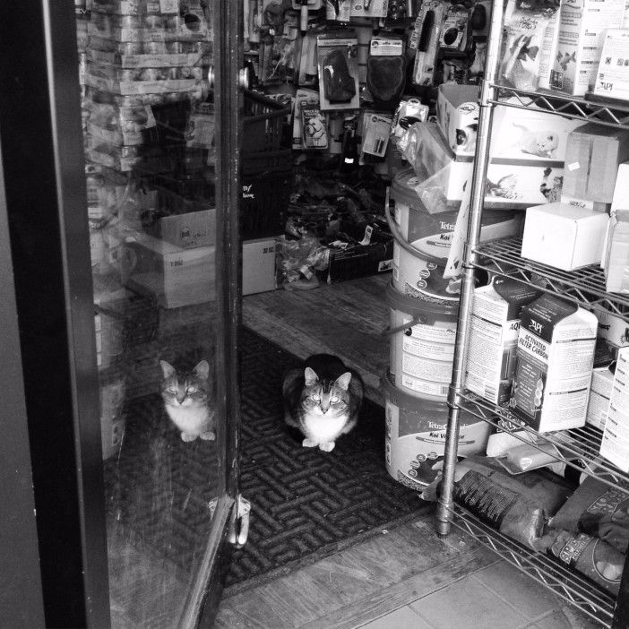 store cat on 5th avenue in park slope