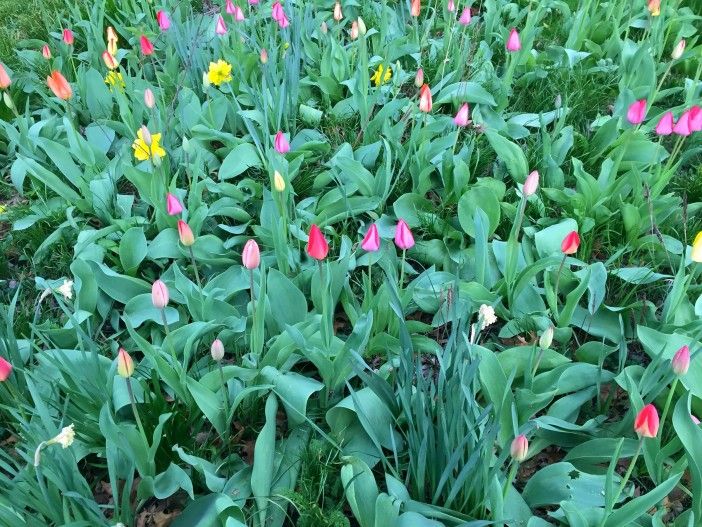 tulips in prospect park