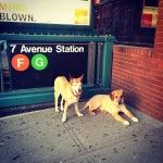 dogs hanging in front of the 7th avenue f/g subway station in park slope