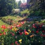 tulips in prospect park