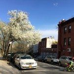 dad pushing child in a stroller on 6th avenue in south slope