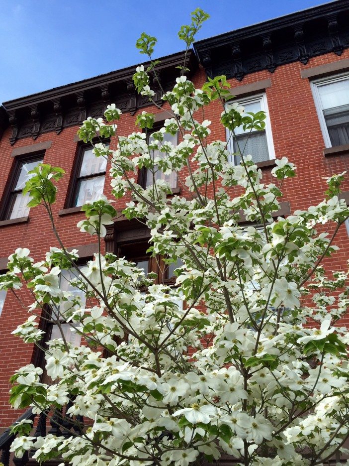 dogwood tree in bloom in south slope