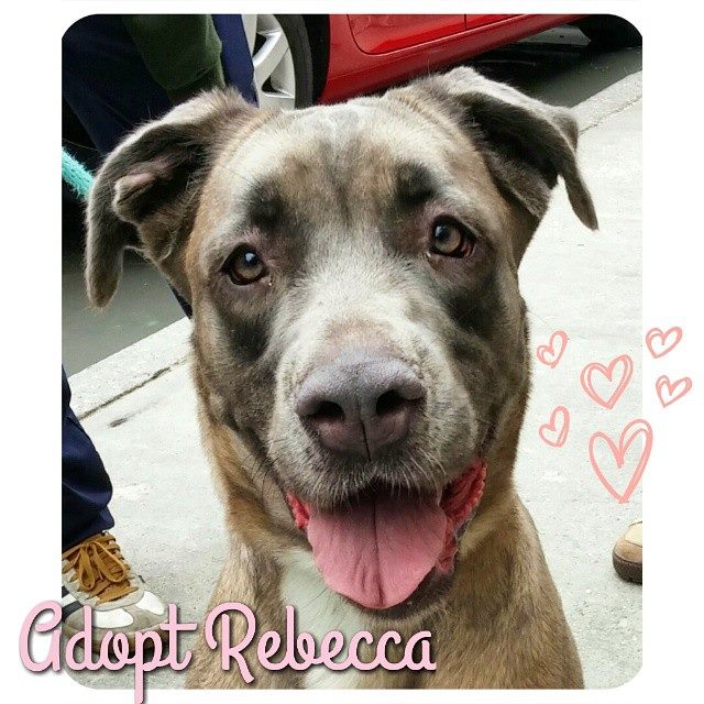 Rebecca the Mastiff via Sean Casey Animal Rescue