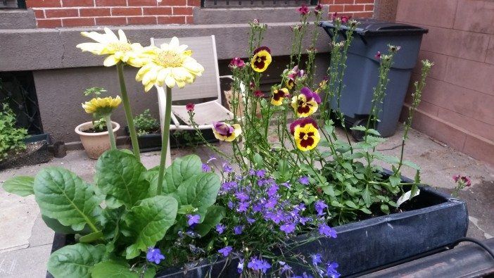 Flower box on Adelphi street 