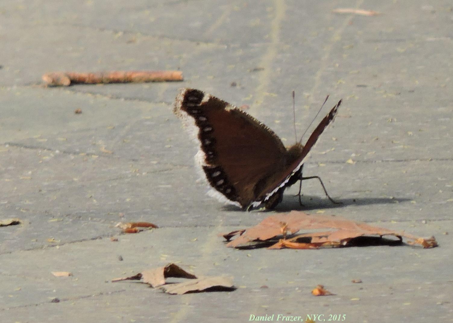Photo Of The Day: Butterfly Away