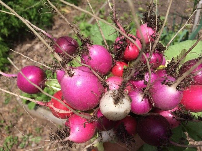 Photo via the Flatbush Community Garden