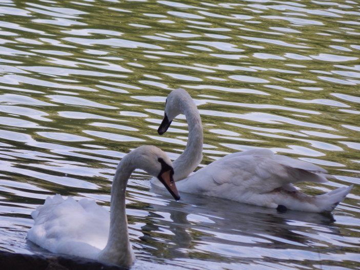 Prospect Park Lake swans