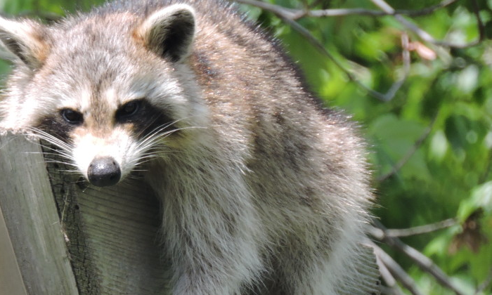 a raccoon lounging at calvert vaux park in brooklyn