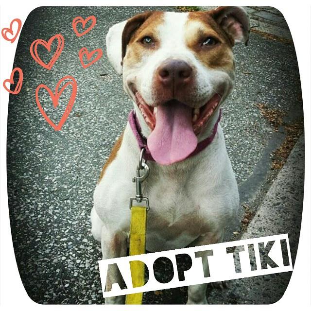 Tiki, via Sean Casey Animal Rescue