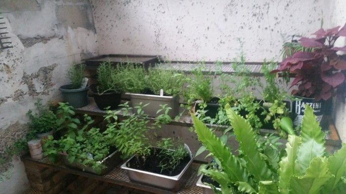 colonia verde herb garden