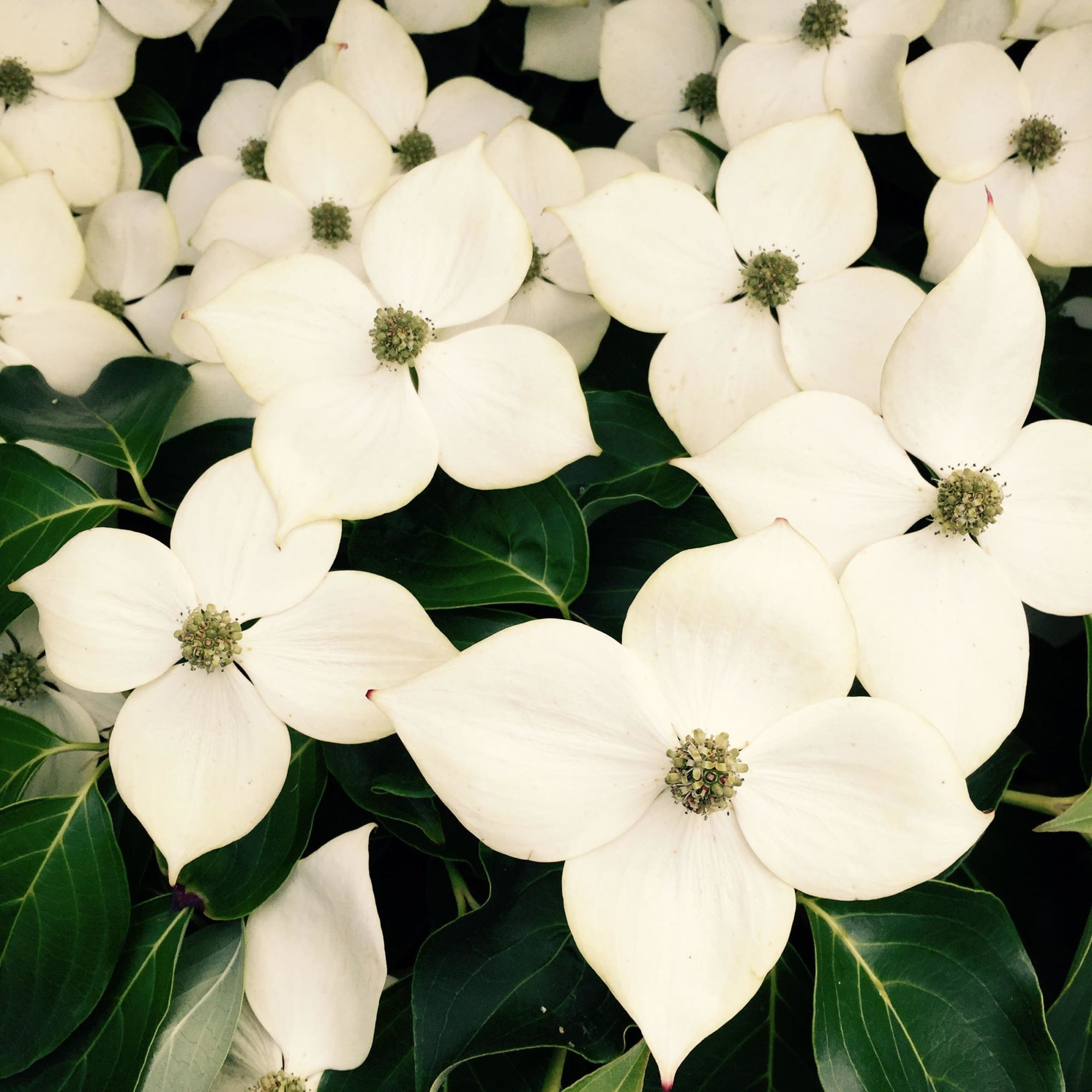 dogwood